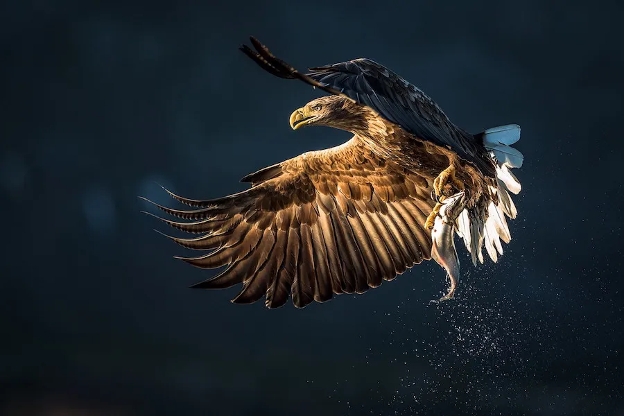 Custom Canvas Wall Painting Decora & ccedil Poster Eagle Fish Wall Sticker Animal Wallpaper Living Room Art Home Decor #2196