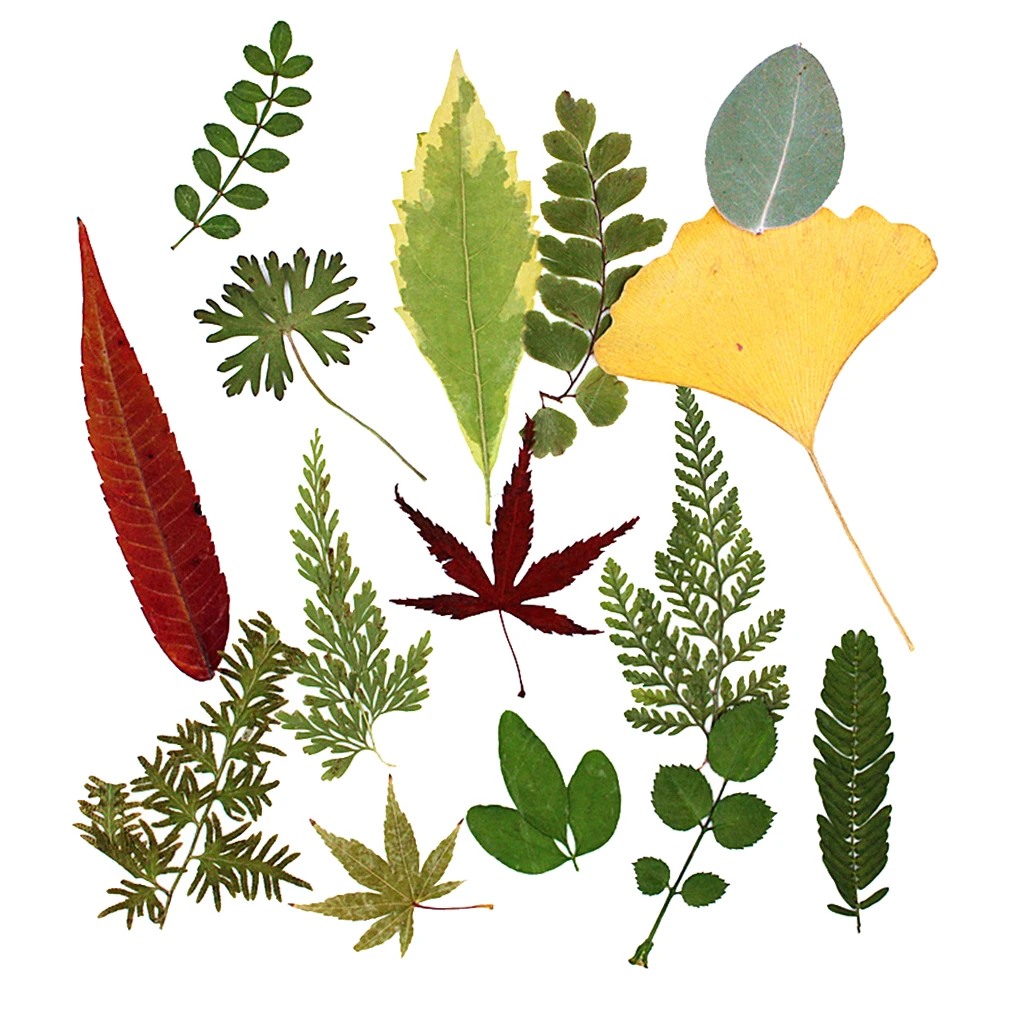 15 шт. натуральный прессованный высушенный цветок листья папоротника для DIY