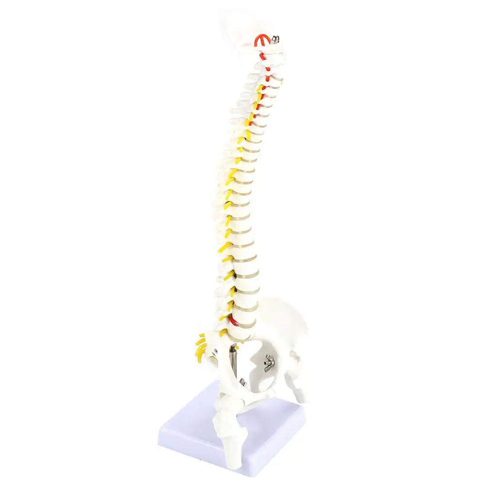 

Spine Anatomical Model Medical Educational PVC Teaching Research Nurse Vertebral Column Model Anatomy Hospital