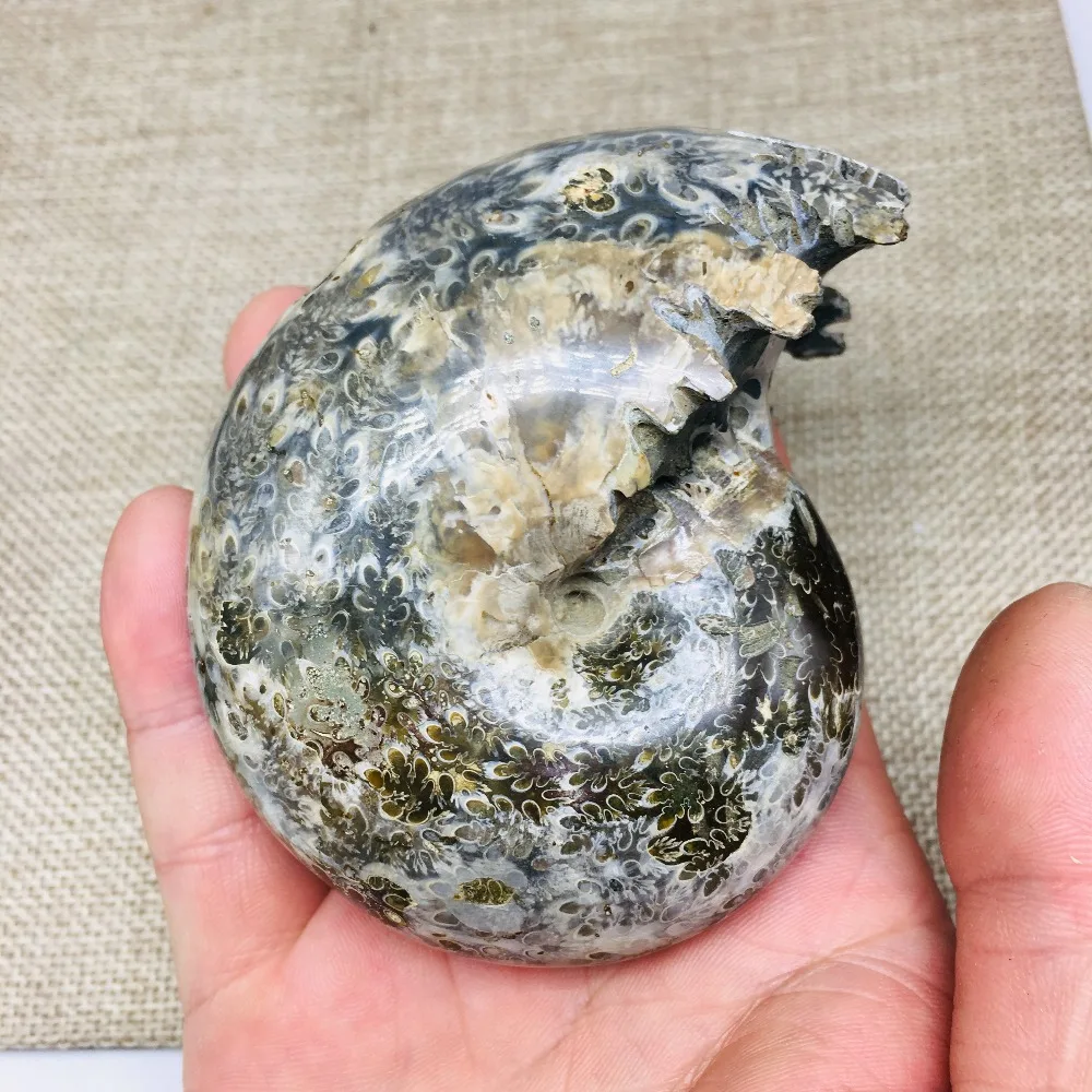 280-320 г аммонит Cleoniceras Snail Fossil Мадагаскар удивительный природный геологический образец минеральная коллекция Раковины Улитки Исцеление