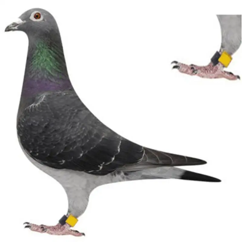 

100 Pcs Inner Diameter 18/20mm Bird Pigeon Foot Ring Light weight Freedom Of Action Poultry Ring Bird Carry