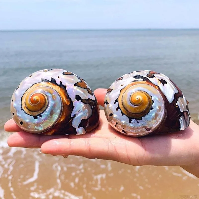 1 шт. 8-9 см Натуральная Южноафриканская Улитка жемчужный большой винтовой
