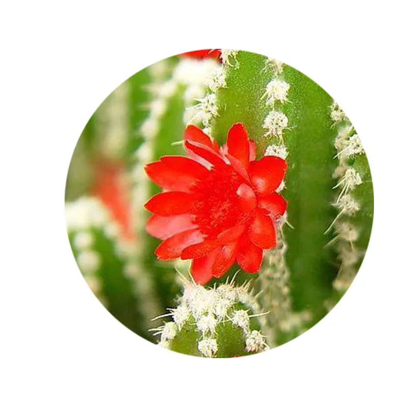 Новое красивое растение красные цветы узоры 8 мм 10 1 2 // 20 мм/25 круглые фото стекло