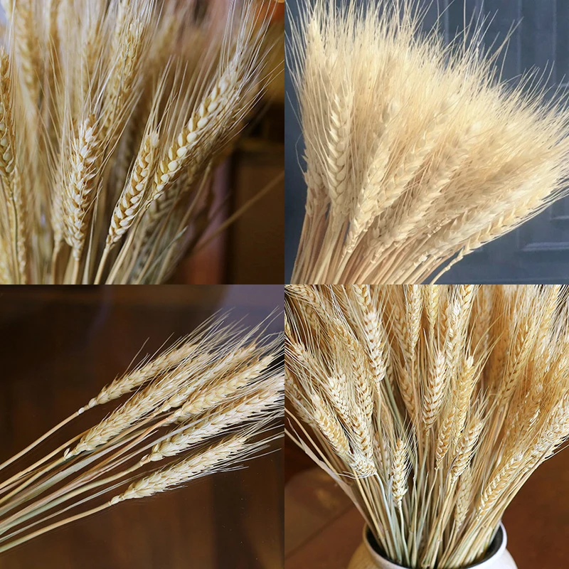 50 шт./лот реальные пшеницы цветок уха натуральные сухие цветы для Свадебная