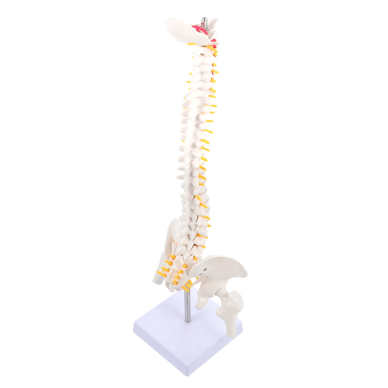 

1pc Human Spine Model Human Bone Tailbone Pelvis Model for Teaching