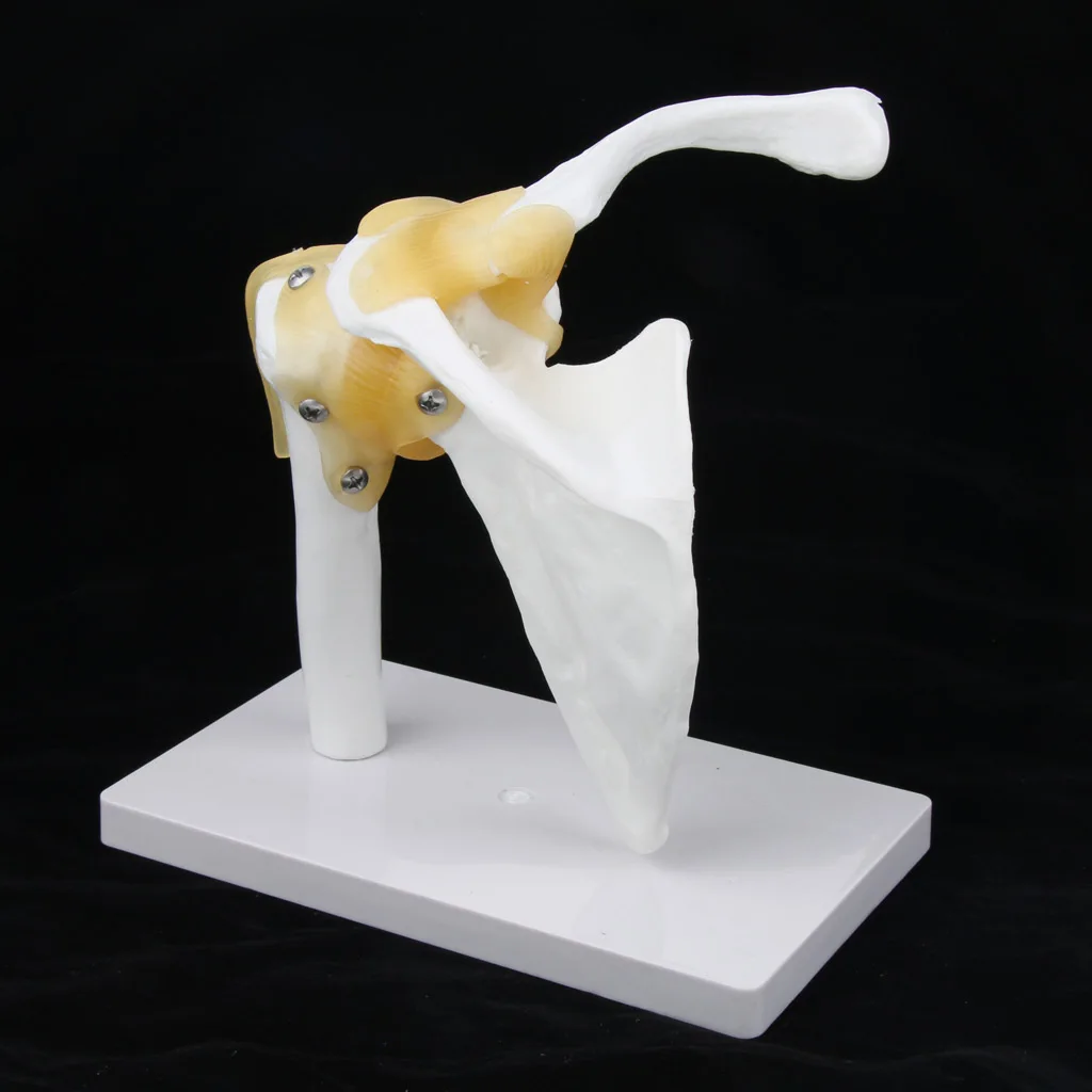

1:1 Life Size Functional Human Shoulder Joint Ligament Model for anatomical study