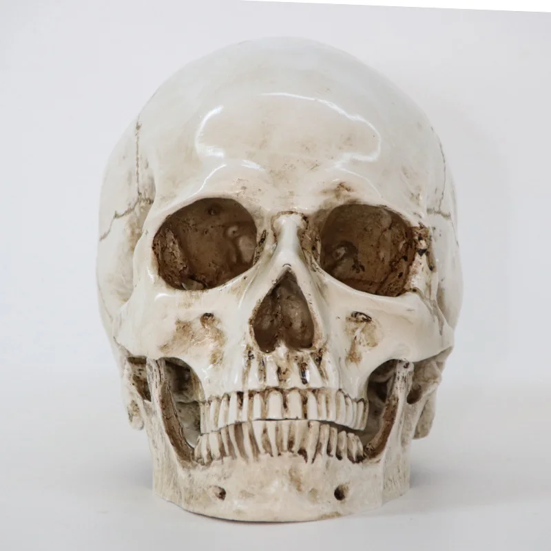 

Statues Sculptures Size 1:1 Decorative Craft Skull Model Life Replica High Quality Halloween Home Decor Resin