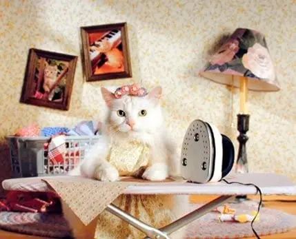 

Настенный декор для детской комнаты с забавными милыми животными кошками, художественный печатный плакат, картина