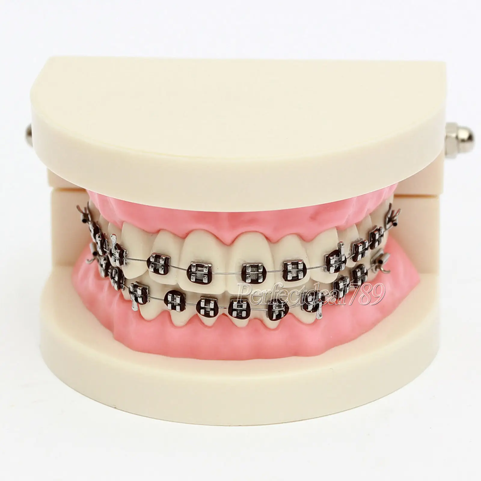 Стандарт обучения стоматологии демонстрационная модель зубов с кронштейном 1