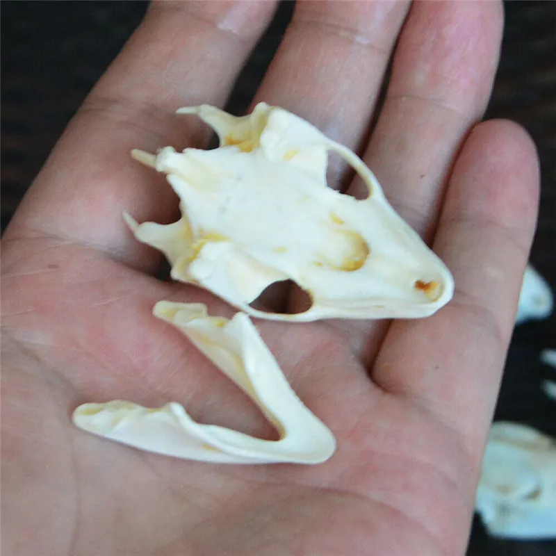 

50PCS / 10PCS Chincmys reevesii turtle skull handicraft jewelry, taxidermy real animal skull (lower jaw)