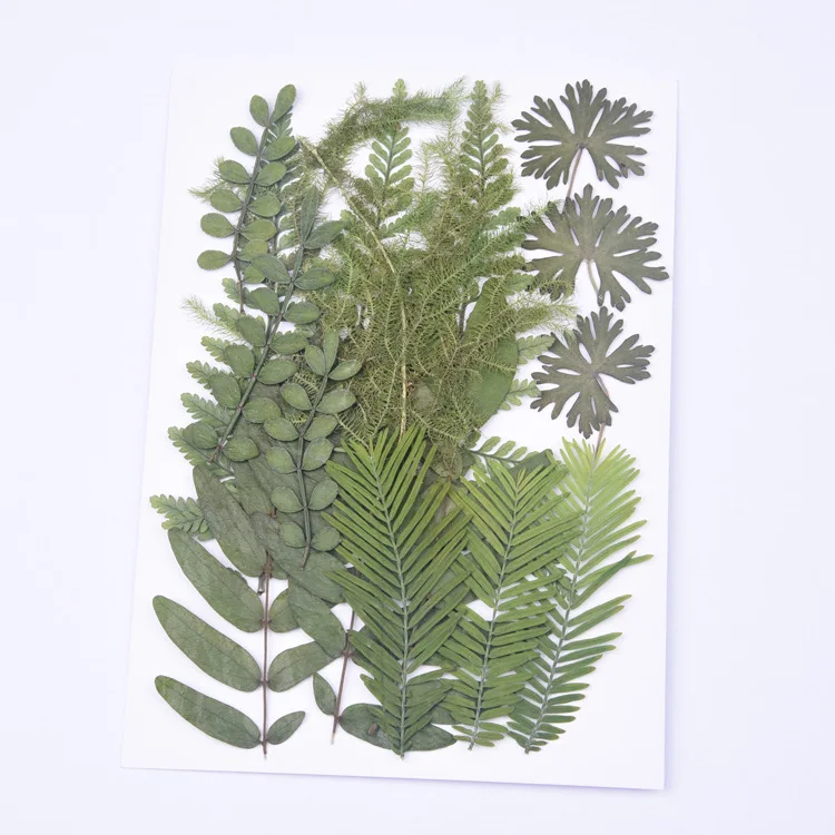 18pcs/bag Nature Pressed leaves petals Real green plant for DIY Art Craft Bookmark Wedding invitation Gift card Decoration | Дом и сад