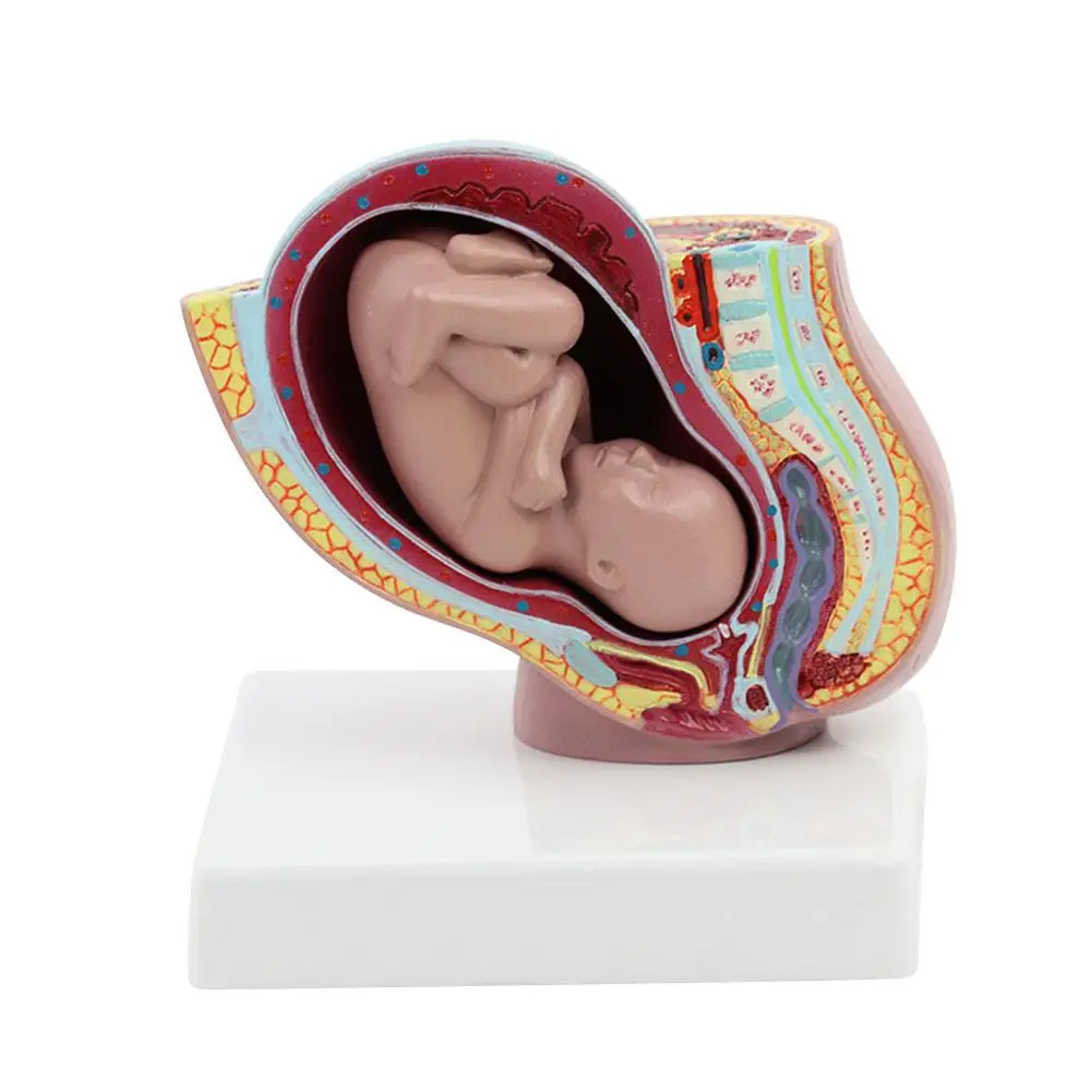 

9 месяцев эмбриональная модель таза ребенка плод беременность человека беременность развитие плода медицинская модель