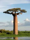 Фотография Adansonia Baobab, картина с деревом, художественная пленка, Шелковый постер, домашний Настенный декор, 24x36 дюймов