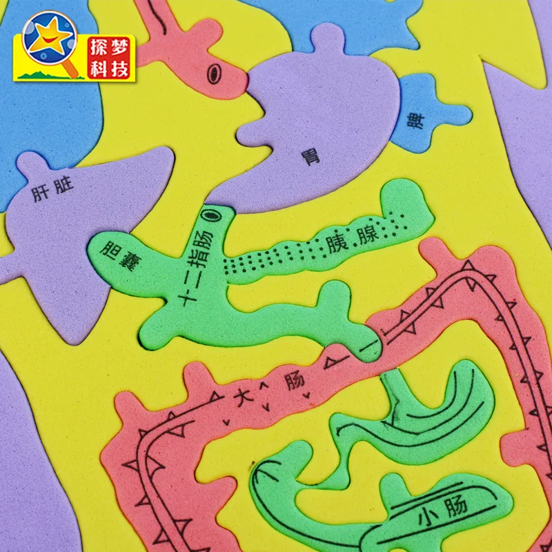 

Exploring dream science experiment Human digestive system puzzle EVA kindergarten area activity material experimental equipment