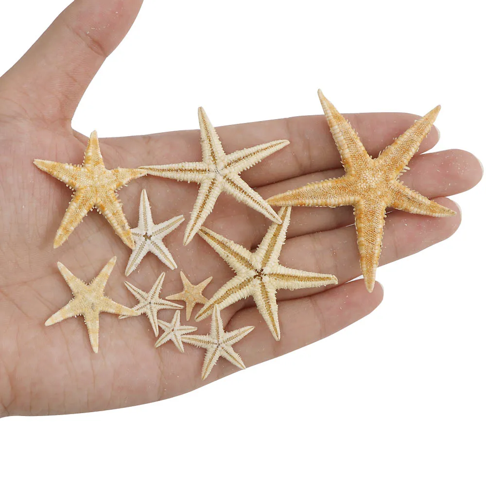 

NEW 1 Box Natural Starfish Seashell Beach Craft Natural Sea Stars DIY Beach Wedding Decoration Crafts Home Decor Epoxy 1-5cm