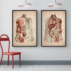 Винтажная человеческая мышечная анатомия, медицинская клиника, Настенная картина, скелет, органная система, холщовая печать, образовательный плакат