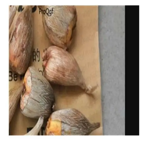 root price Ngryise 20 шт набор Freesia hybrida - Цвет: root price