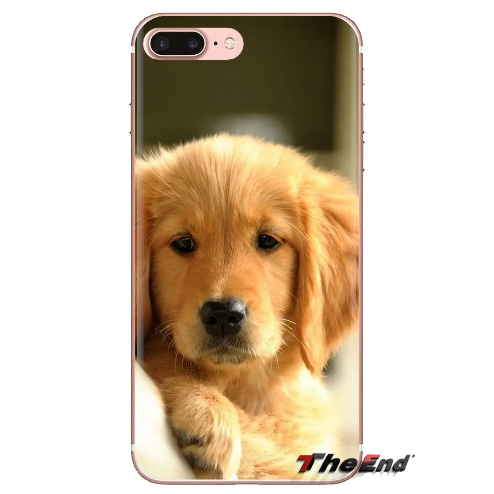 Подходит для породы золотистый ретривер со вставкой-дог мягкий прозрачный