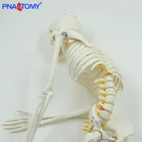 85cm human skeleton model with flexible spine arms and legs nerves artery anatomical models human pelvic bone medical teaching