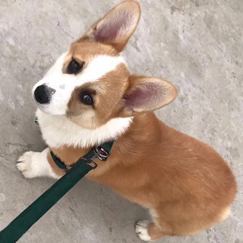 Комплект поводков для чихуахуа Модный нейлоновый поводок мопса прогулок