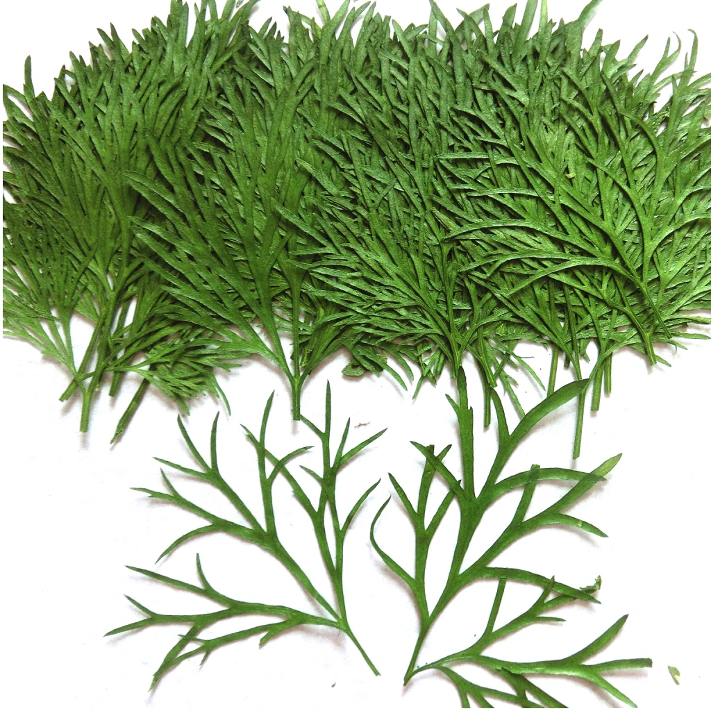 10 шт. прессованные зернистые сухие листья для рукоделия закладки изготовления