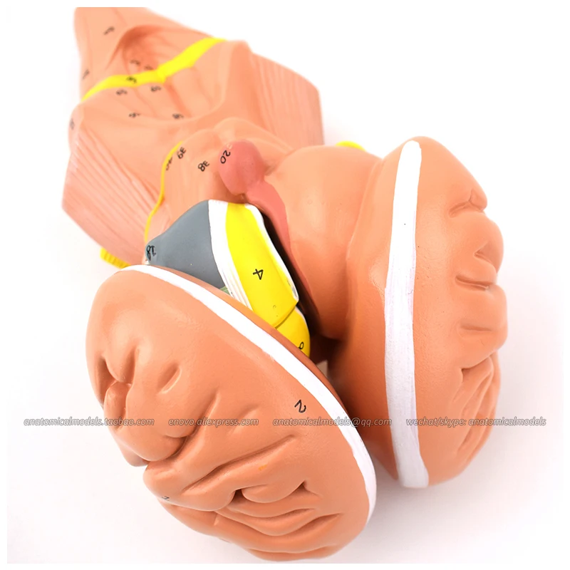 

13003 / Brainstem and Nuclei of the Hypothalamus