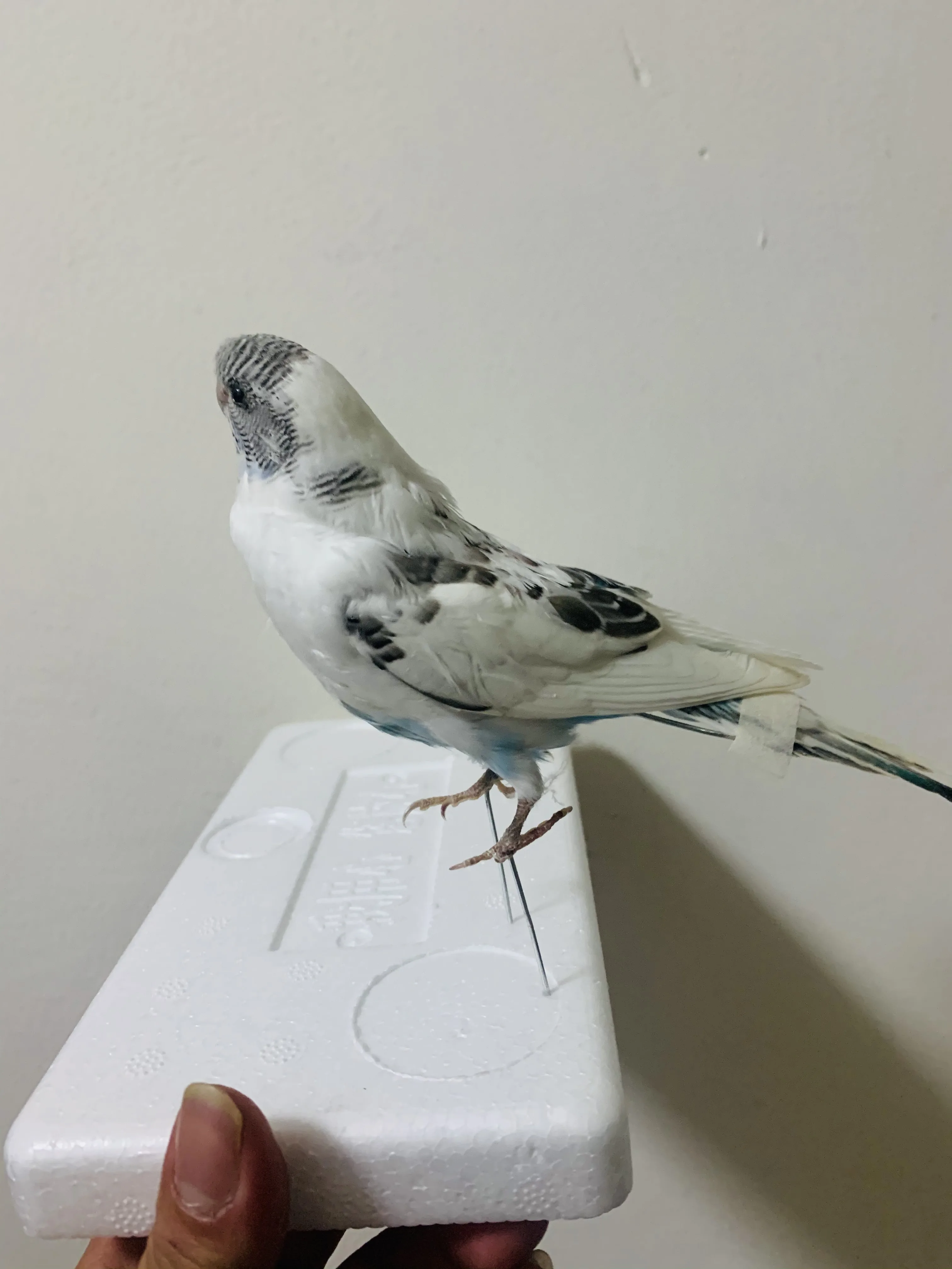 

Customer Natasha perera Exclusive custom link Real Taxidermy Stuffing Eurasian Budgie Parrot specimen