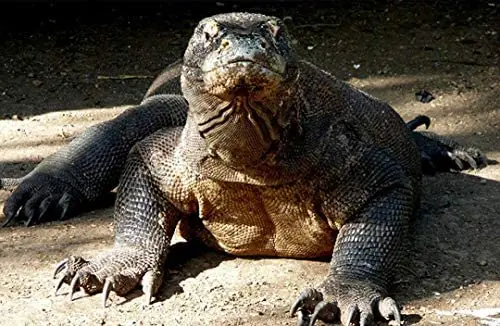 

Komodo Dragon Novelty Metal Sign Home Man Cave Wall Decoration 12X16 inch
