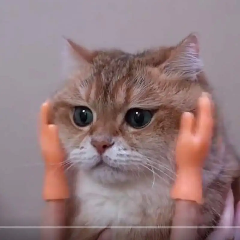 

Новинка, детская игрушка для кошек с открытыми пальцами, детская игрушка для кошек, маленькая левая и правая рука