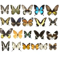 151020pcs natural real beautiful butterfly specimens for hobbies diy photo frame or home wall sticker diy home decor modern