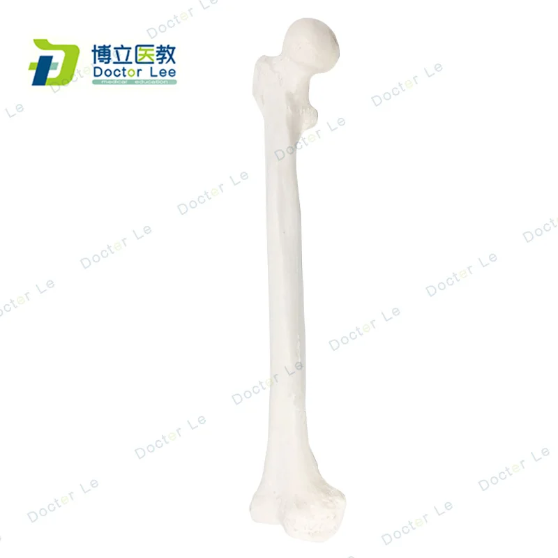 Жизнь Размеры реалистический поверхностный скелет человека модель бедренной