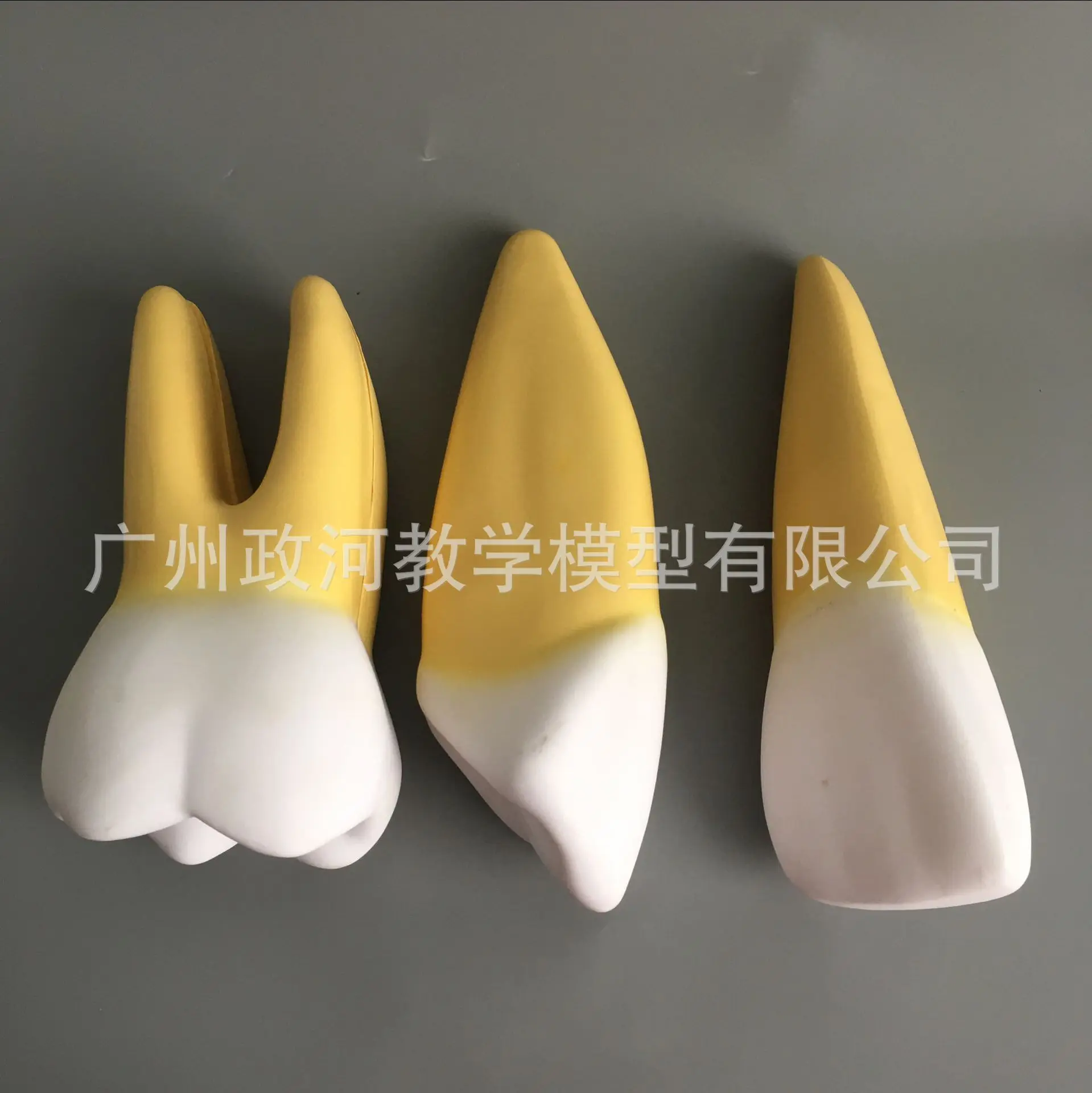 Увеличенная модель зубов для полости рта 12 шт./компл. анатомическая с