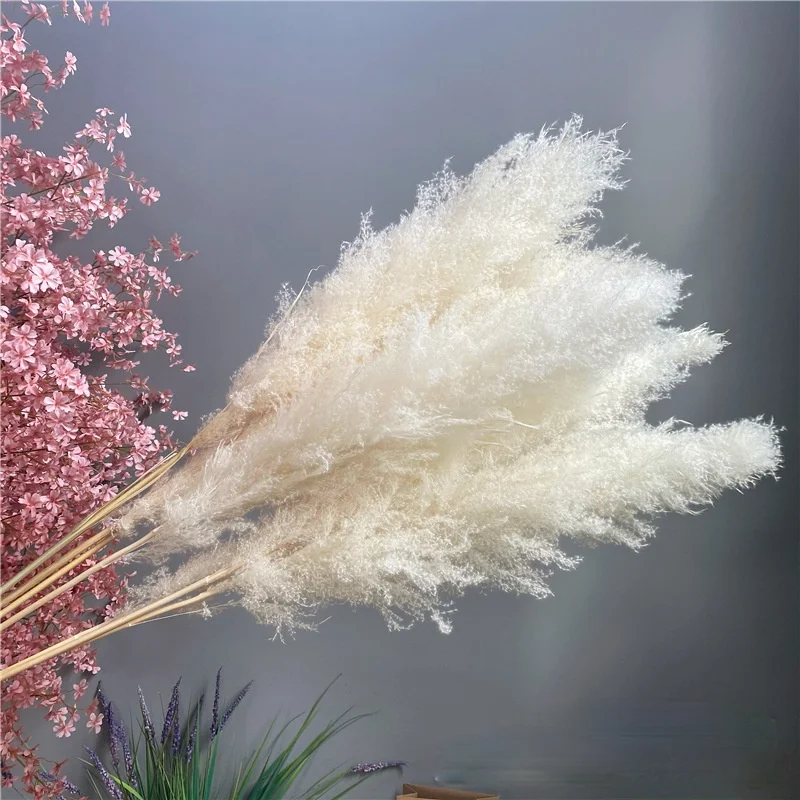 

Natural Dried Flower Reed Flower Bouquet for Home Decor Beige Big Pampas Grass Wedding Dried Whisk Reed Phragmites Flower