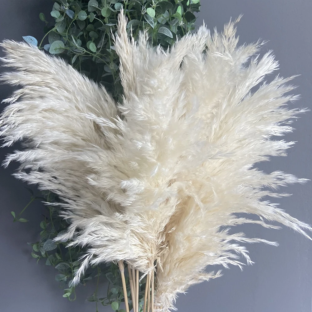 

60CM Natural Real Dried Pampas Grass Decor Elegant Large Fluffy Reed Flowers Bouquet Home Decoration Wedding Venue Layout Flower