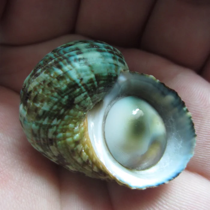 

4.18 cm beautiful turban snail rare conch collection home decoration