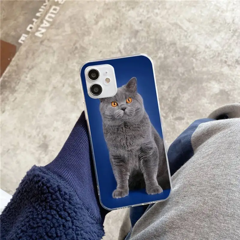

Cute british shorthair cat Phone Case For iphone 5s 6 7 8 11 12 plus xsmax xr pro mini se Transparent Cover Fundas Coque