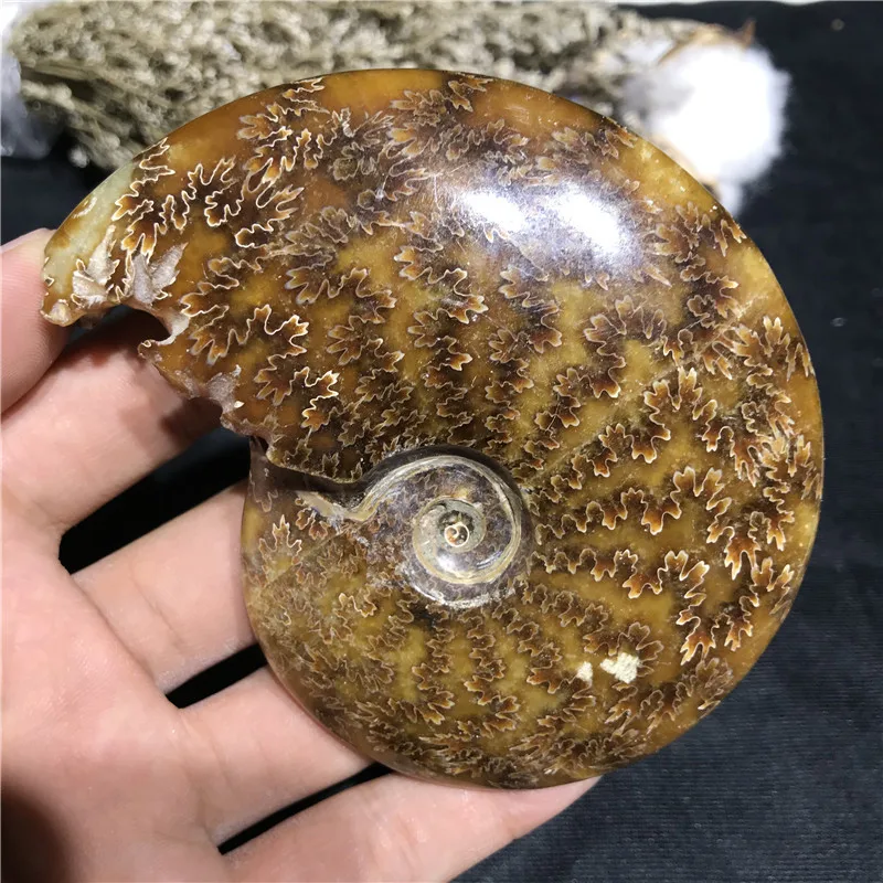 

AA ++ натуральный аммонит PRETTY NAUTILUS мадагаскарский цвет свободная доставка