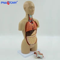 45cm human torso model dual sex 16 parts internal organs brain heart stomach liver lungs urinary anatomy educational equipment