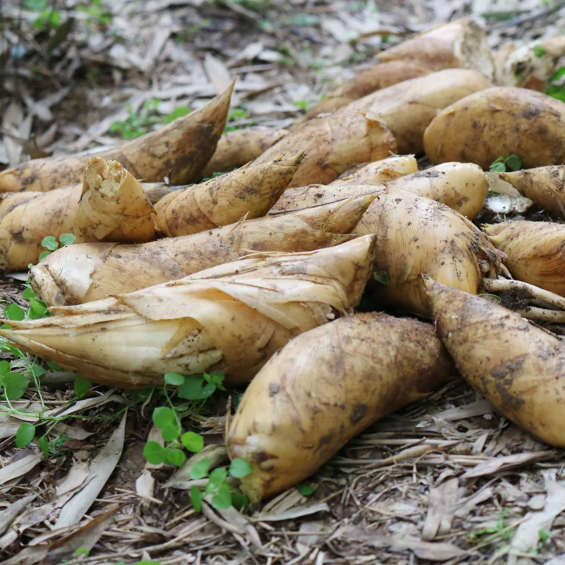 

DRIED BAMBOO SHOOTS SPECIALTY SUNGAN