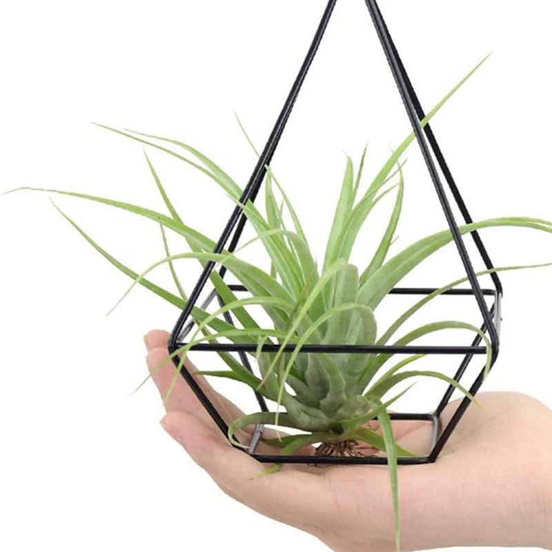 

1 Pcs Air Plant Holder, Air Plant Terrarium, Air Plant Stand & 200 Pcs Peat Pellets Plant Starting Soil Block