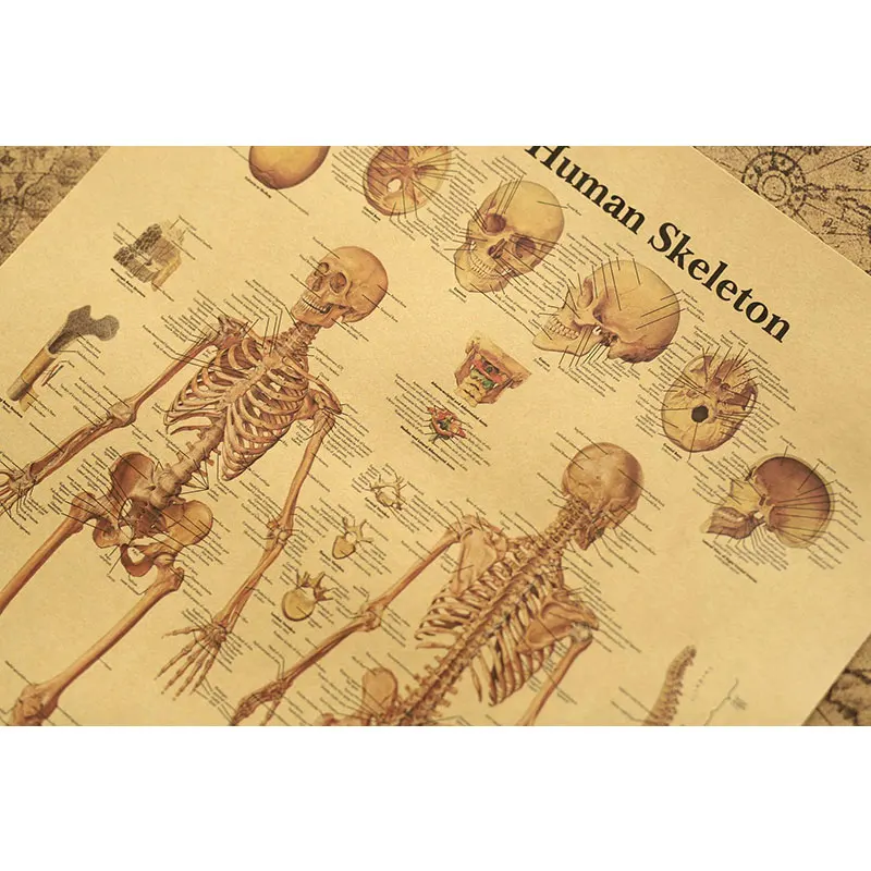 Human bones detail cross-section diagram illustration diagram kraft paper retro poster classroom museum decoration wall stickers