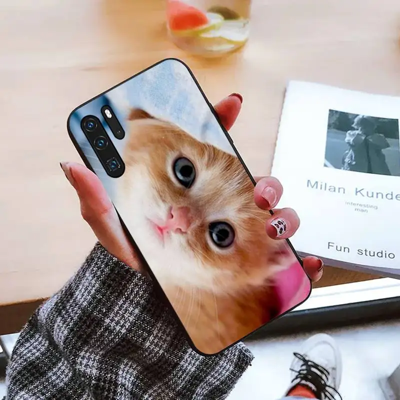 

Lovely animal cat kitten Phone Case For Huawei honor Mate P 9 10 20 30 40 Pro 10i 7 8 a x Lite nova 5t