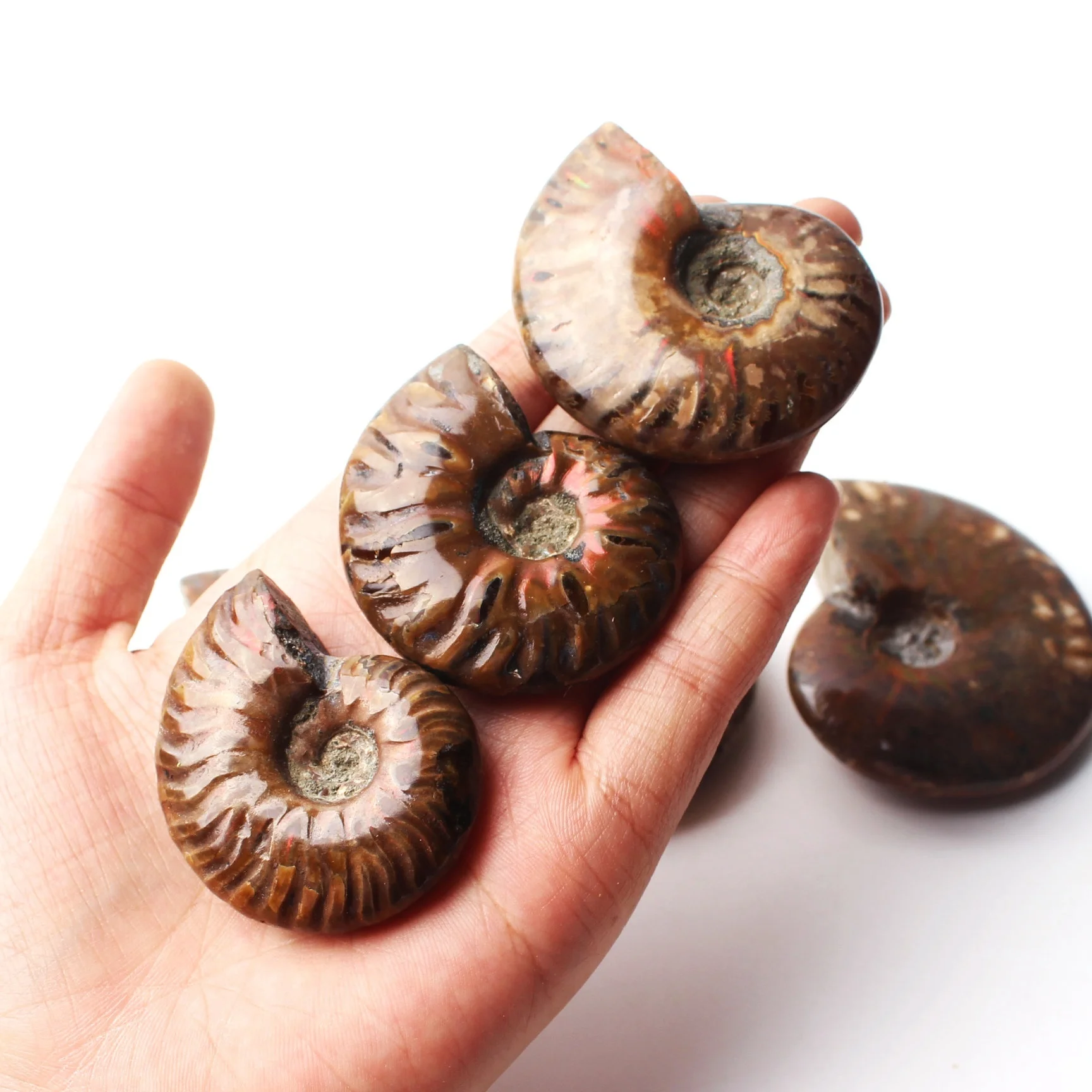 1PC Immemorial Spiral Natural Ammonite Fossil Pure Conch Rough Stone Handicraft Played on Palms Healing | Дом и сад