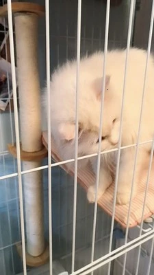 86 см 44 см кошачья клетка Когтеточка для кошек альпинистская рамка для домашних животных Когтеточка для котят скребок Sisal Tree HW221