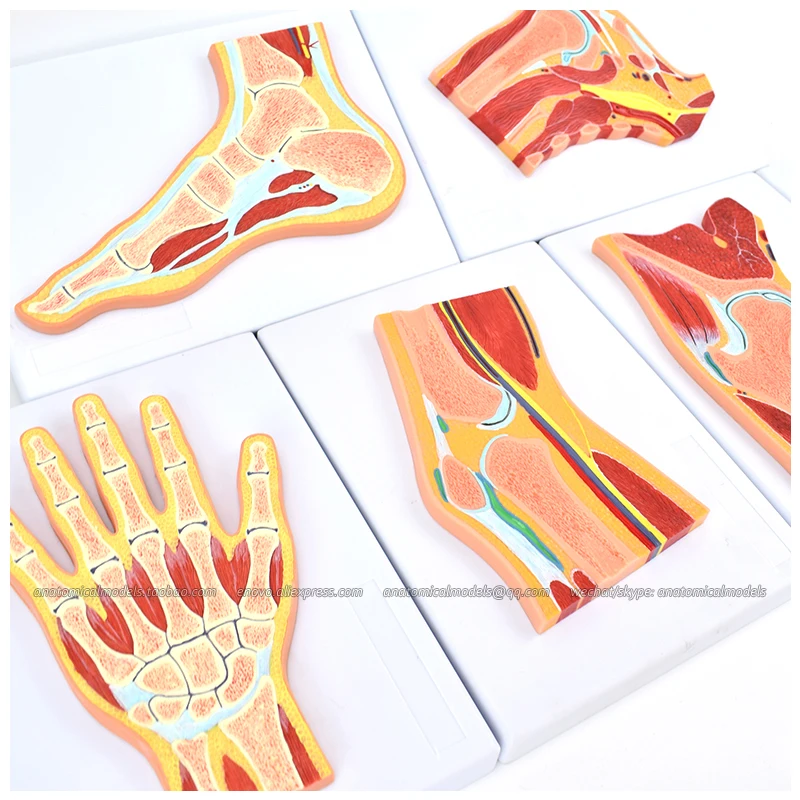 

12716/ Human Joint Section Series (6in1)