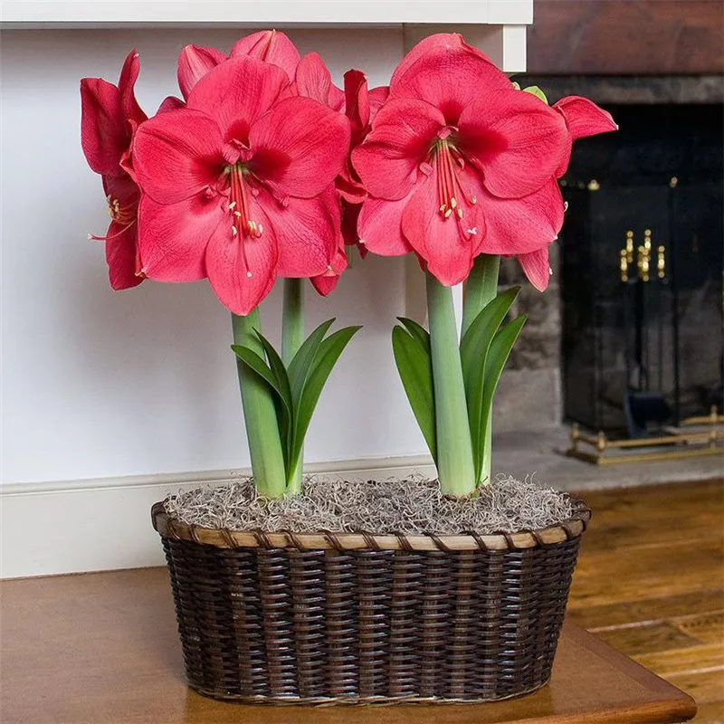 Amaryllis 100 шт| |