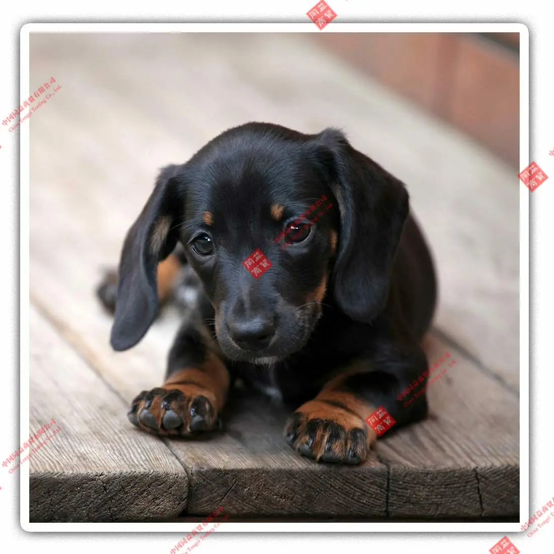 

Personality Square Stickers - Cute Dachshund Puppy Dog Fun Cool Gift Racing Stickers