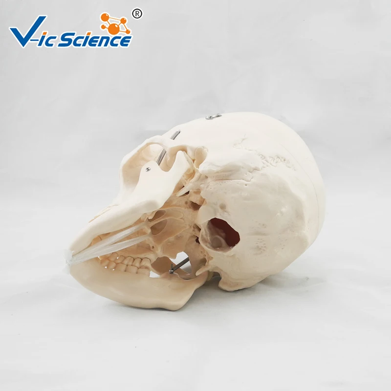 Advanced Deluxe Life Szie Human PVC Skull Model Medical Science Teaching for Students | Канцтовары для офиса и дома