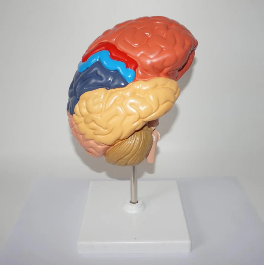 Анатомическая модель человеческого мозга | Канцтовары для офиса и дома