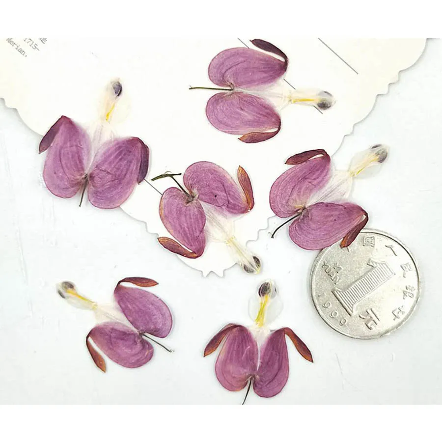 

250pcs Pressed Dried Lotus Buds Flower Plant Herbarium For Jewelry Phone Case Photo Frame Postcard Bookmark Making